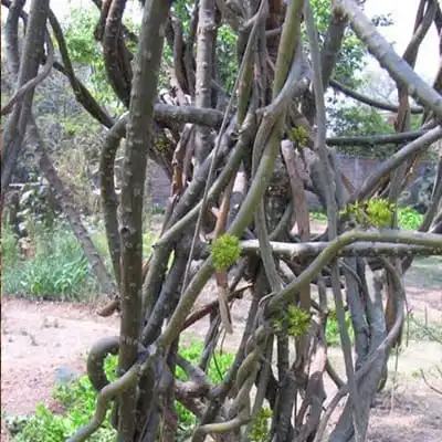 home remedies, holistic medicine, ayurvedic medicine